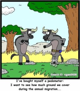 'I've bought myself a pedometer: I want to see how much ground we cover during the annual migration...'