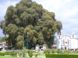 The venerable Tree of Tule