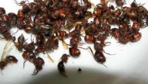 Chicatanas, gourmet flying ants